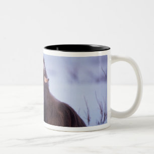 Caneca De Café Em Dois Tons boi jovem de boi-almiscarado, Ovibos moschatus