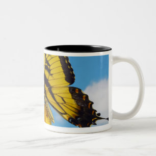 Caneca De Café Em Dois Tons Borboleta de Swallowtail do tigre em uma flor