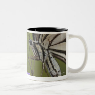 Caneca De Café Em Dois Tons Borboleta de Swallowtail na flor, Chiba
