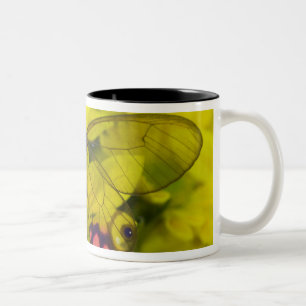 Caneca De Café Em Dois Tons Borboleta em amarelo
