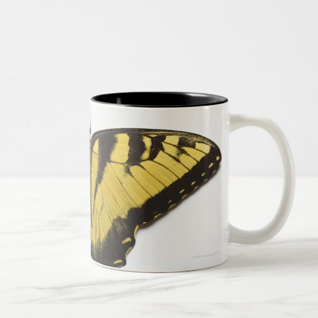 Caneca De Café Em Dois Tons Borboleta ocidental de Swallowtail do tigre (Direita)