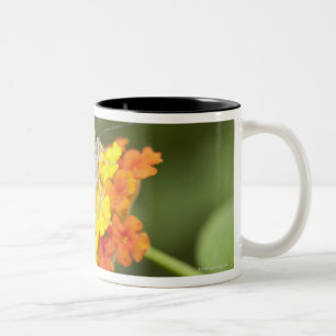 Caneca De Café Em Dois Tons Borboleta simples em flores amarelas e vermelhas