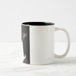 Caneca De Café Em Dois Tons Boston preto e branco Terrier que olha acima