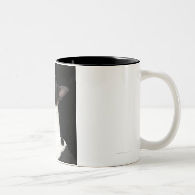Caneca De Café Em Dois Tons Boston preto e branco Terrier que olha acima (Direita)