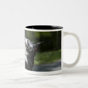 Caneca De Café Em Dois Tons Boston Terrier 2