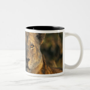Caneca De Café Em Dois Tons Botswana, Parque Nacional Chobe, Leões
