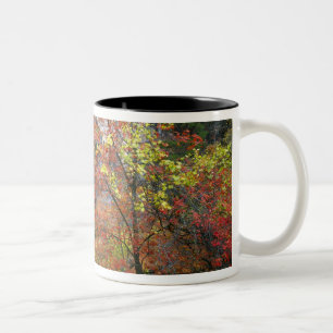 Caneca De Café Em Dois Tons Cachoeira, bordo de dentes grandes Acer