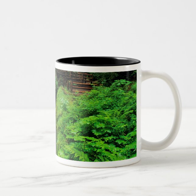 Caneca De Café Em Dois Tons Cachoeira Sol Duc no Parque Nacional Olímpico em (Direita)