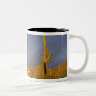 Caneca De Café Em Dois Tons cactos saguaro, Carnegiea gigantea, e teddy