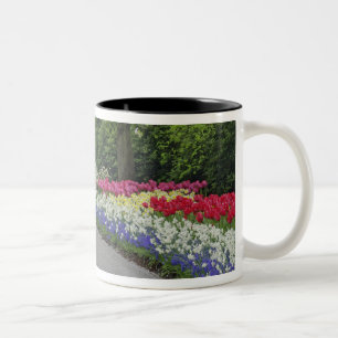 Caneca De Café Em Dois Tons Caminho de calçada através de tulipas e narcisos,