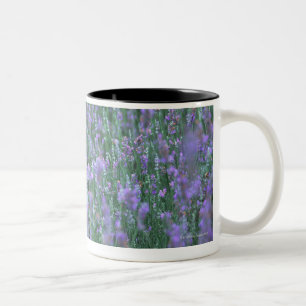 Caneca De Café Em Dois Tons Campo da lavanda