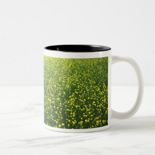Caneca De Café Em Dois Tons Campos de San cobertos por bela flor amarela