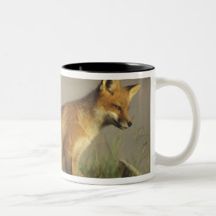 Caneca De Café Em Dois Tons Canadá, Quebec. Filhote de raposa vermelha ao nasc