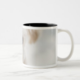 Caneca De Café Em Dois Tons caniche de brinquedo