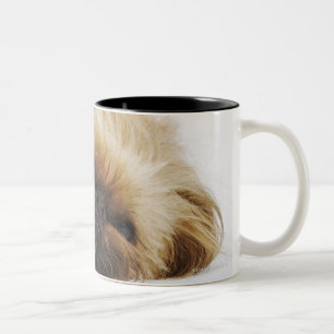 Caneca De Café Em Dois Tons Cão de Pekingese, fim acima