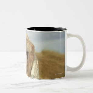 Caneca De Café Em Dois Tons Cão do retrato na praia sob a edredão. Queda