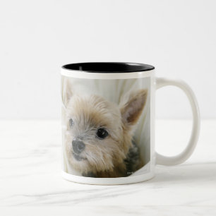 Caneca De Café Em Dois Tons Cão na cama