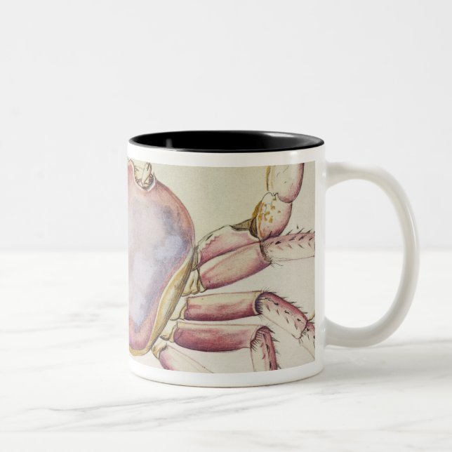 Caneca De Café Em Dois Tons Caranguejo de terra (Direita)