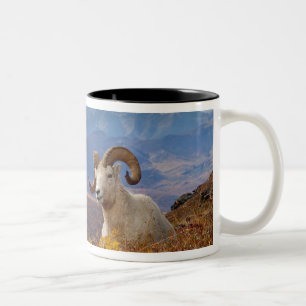 Caneca De Café Em Dois Tons carneiro de Dall, Ovis dalli, carneiro