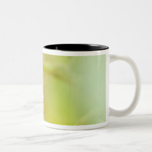 Caneca De Café Em Dois Tons Casulo da borboleta de papel do papagaio, Okinawa