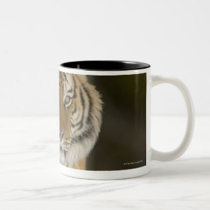 Caneca De Café Em Dois Tons Cativo, Duluth, Minnesota, EUA