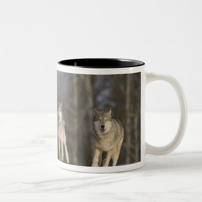 Caneca De Café Em Dois Tons Cativo, Duluth, Minnesota, EUA 2 (Direita)