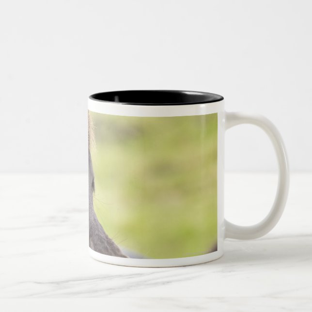 Caneca De Café Em Dois Tons Cavalo islandês com expressão engraçada (Direita)