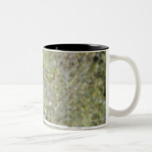 Caneca De Café Em Dois Tons Cavalos no pasto