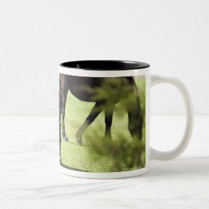 Caneca De Café Em Dois Tons cavalos que pastam em uma fazenda do cavalo
