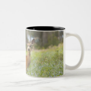 Caneca De Café Em Dois Tons Cervos de mula (hemionus do Odocoileus) no prado