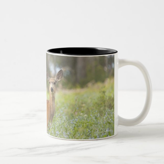 Caneca De Café Em Dois Tons Cervos de mula (hemionus do Odocoileus) no prado (Direita)