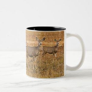 Caneca De Café Em Dois Tons Cervos de mula (hemionus do Odocoileus) um na