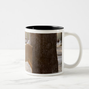 Caneca De Café Em Dois Tons Cervos na cidade