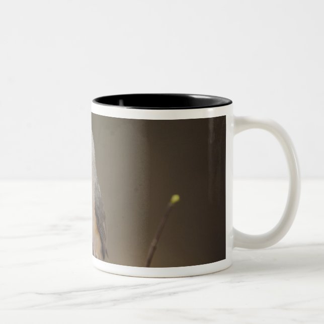Caneca De Café Em Dois Tons Chapim-de-crista-preta, Baeolophus (Direita)