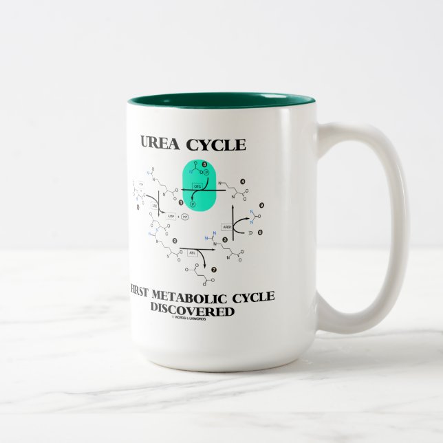 Caneca De Café Em Dois Tons Ciclo metabólico do ciclo da uréia primeiro (Direita)