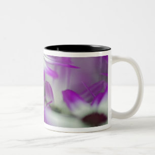 Caneca De Café Em Dois Tons Close-up de flor roxa, Jardim Keukenhof,
