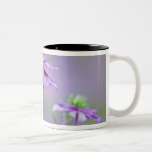 Caneca De Café Em Dois Tons Close-up de Phlox Drummond, Phlox drummondi,