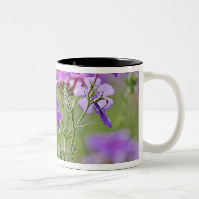 Caneca De Café Em Dois Tons Close-up de Phlox Drummond, Phlox drummondi, 2 (Direita)