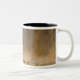 Caneca De Café Em Dois Tons coelho-da-cotovia-oriental saltando