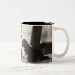 Caneca De Café Em Dois Tons Colorado ocidental, EUA