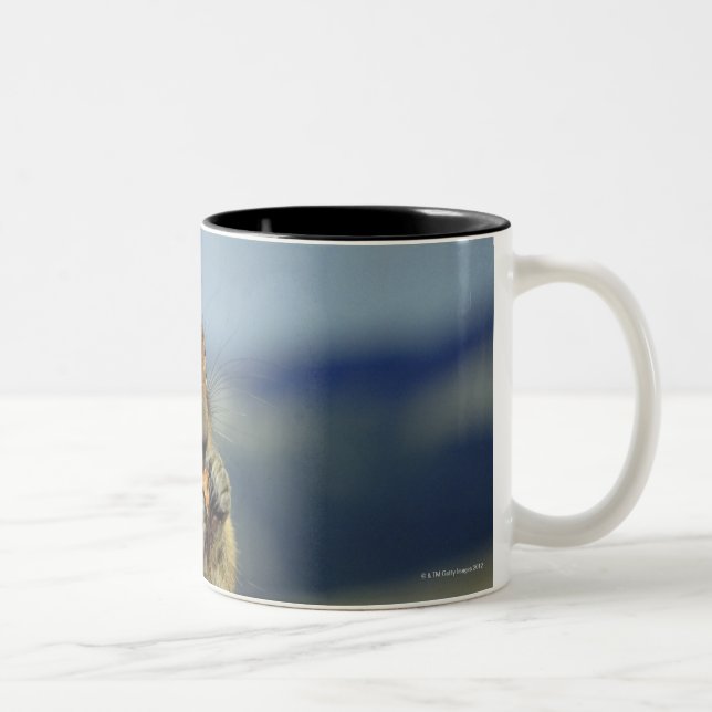 Caneca De Café Em Dois Tons Comer do esquilo (Direita)