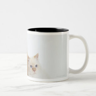 Caneca De Café Em Dois Tons Comida de comida e um gato branco que senta-se