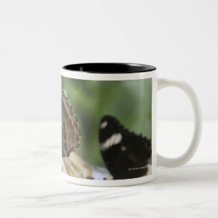 Caneca De Café Em Dois Tons Comida para borboletas