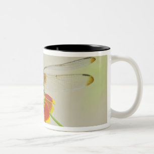 Caneca De Café Em Dois Tons Conjunto Xadrezado (Dythemis fugax) no Mexicano