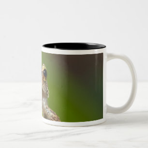 Caneca De Café Em Dois Tons Coqui comum, Eleutherodactylus coqui