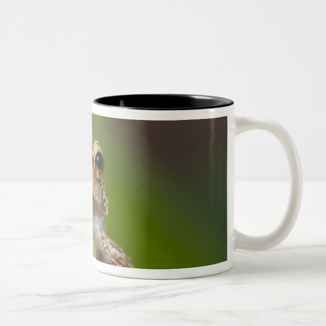 Caneca De Café Em Dois Tons Coqui comum, Eleutherodactylus coqui (Direita)