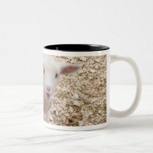 Caneca De Café Em Dois Tons Cordeiro