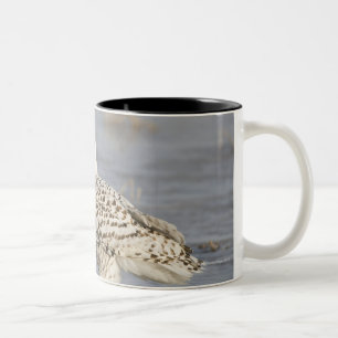 Caneca De Café Em Dois Tons Coruja nevado que está no gelo, a cauda de um rat