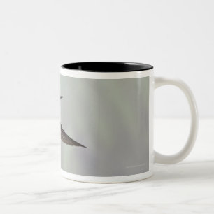 Caneca De Café Em Dois Tons costela Branco-necked 2 do melivora de Jacobin