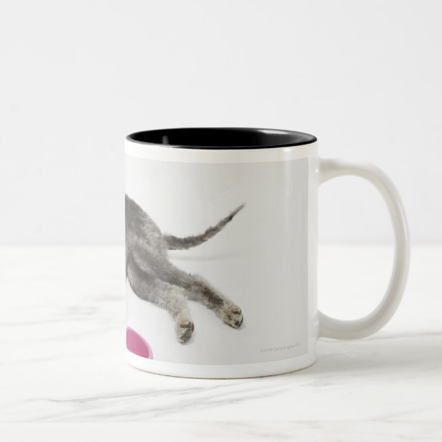 Caneca De Café Em Dois Tons Cuidados dos animais de estimação, saúde e (Direita)